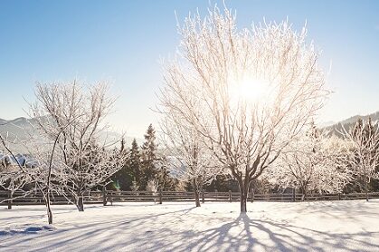 winter landscape